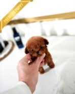 TIPPY - FEMALE (PURCHASED by VIKTOR) - Image 2