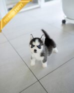 RYDER - MALE (PURCHASED by KAREN) - Image 2