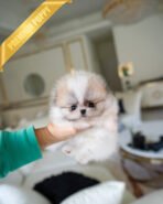 ENVI - MALE (PURCHASED by CLAUDIA)