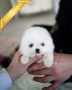 REX - MALE (PURCHASED by KIMBERLY)