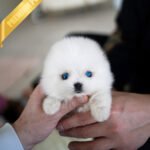 REX - MALE (PURCHASED by KIMBERLY)