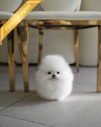 GLACIER - MALE (PURCHASED by MARIANO) - Image 2