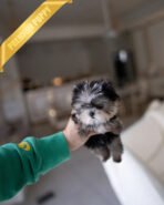 CELINE - FEMALE (PURCHASED by MELISSA) - Image 2