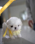 BENTLEY - MALE (PURCHASED by JAMES) - Image 2