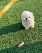 HANA - FEMALE (PURCHASED by TINA) - Image 5