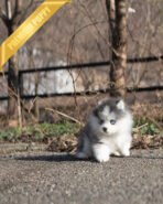 LUNA - FEMALE (PURCHASED by PABLO)