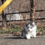 LUNA - FEMALE (PURCHASED by PABLO)