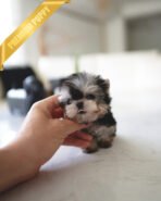 LUNA - FEMALE (PURCHASED by ESTHER)