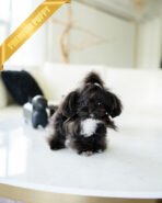 PIPPA - FEMALE (PURCHASED by JANE) - Image 2