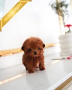 BOOMER - MALE (PURCHASED by SAMIRA) - Image 2