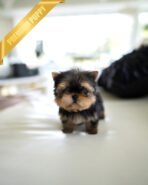 MAGGIE - FEMALE (PURCHASED by KAAT)