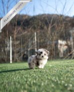 MELINA - FEMALE (PURCHASED by BRYAN) - Image 2