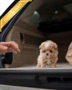 HUGO - MALE (PURCHASED by MARIAM) - Image 3