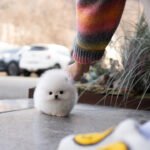 FLUFFYBALL - MALE (PURCHASED by NICOLE)