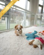 CHLOE - FEMALE - Image 4