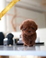 OLIVER - MALE (PURCHASED by DEBORA)