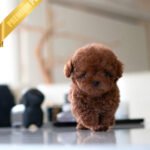 OLIVER - MALE (PURCHASED by DEBORA)