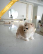 KNOX - MALE (PURCHASED by SZU) - Image 3