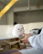 COSMO - MALE (PURCHASED by SINIA) - Image 4