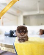 LYON - MALE (PURCHASED by EVI) - Image 4