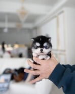 LEO - MALE (PURCHASED by GILBERTO)