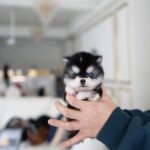 LEO - MALE (PURCHASED by GILBERTO)