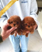 DARCY & HERMES - FEMALE & MALE