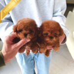 DARCY & HERMES - FEMALE & MALE