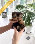 ZOEY - FEMALE (PURCHASED by ALMA) - Image 4