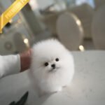 PUFF - FEMALE (PURCHASED by ANONYMITY)