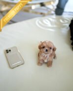 LALA - FEMALE (PURCHASED by KRISTEN)