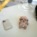 LALA - FEMALE (PURCHASED by KRISTEN)