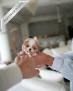 BREANA - FEMALE (PURCHASED by ROKHSAREH)