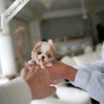 BREANA - FEMALE (PURCHASED by ROKHSAREH)