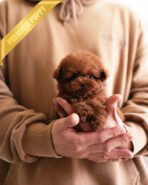 ZIGGY - MALE (PURCHASED by TAMARA)