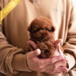 ZIGGY - MALE (PURCHASED by TAMARA)