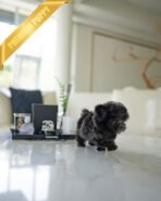 AMELIA - FEMALE (PURCHASED by LEROY) - Image 4