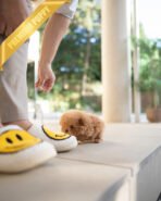 NUGGET - FEMALE (PURCHASED by JENNIFER) - Image 5