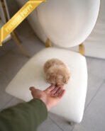 PEANUT - MALE (PURCHASED by MISTY) - Image 6