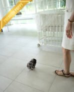 DONATELLA - FEMALE (PURCHASED by MOHAMMAD) - Image 5