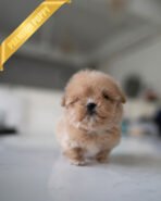 OLIVIA - FEMALE (PURCHASED by ANONYMOUS) - Image 5