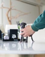 BAMBI - FEMALE (PURCHASED by DOMINIQUE) - Image 2