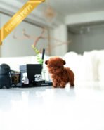 ONYX & MURPHY - MALE - Image 3