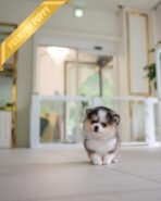 LEO - MALE (PURCHASED by ANA) - Image 3