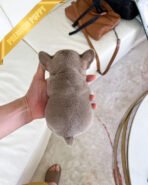 MAUVE - FEMALE (PURCHASED by ALEXIE) - Image 4