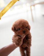 DAPHNE  - FEMALE (PURCHASED by JEANETTE) - Image 2