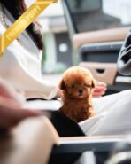 MILO - MALE (PURCHASED by LILIANA)