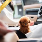 MILO - MALE (PURCHASED by LILIANA)