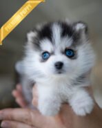 MILO - MALE (PURCHASED by AMIT) - Image 2