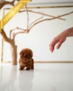 VELVET - FEMALE (PURCHASED by GUILHERME) - Image 3